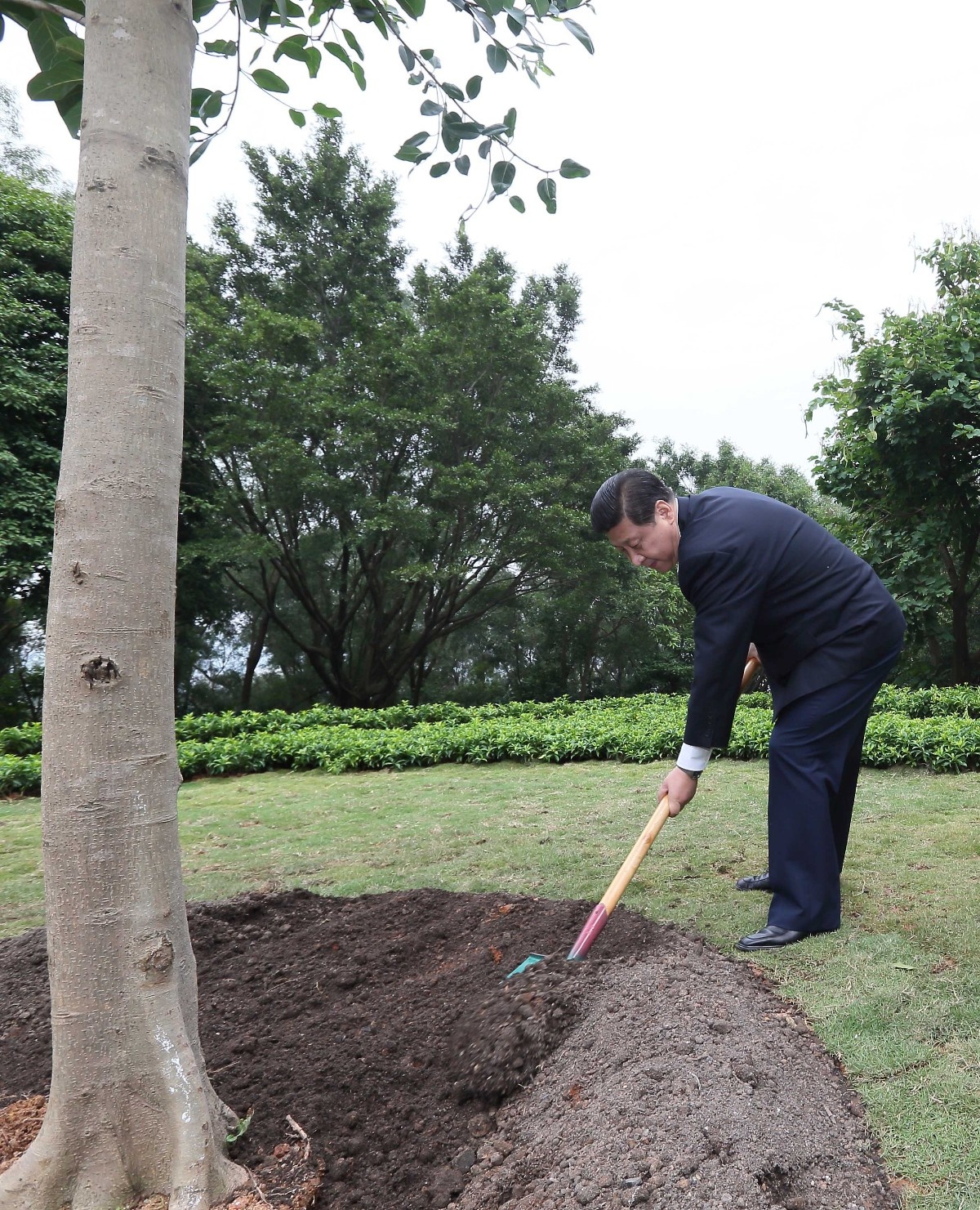 2012年12月8日，習近平在深圳蓮花山公園種下一棵高山榕樹。
