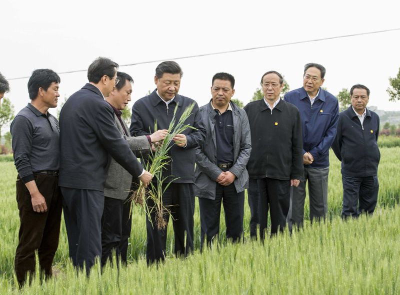 2016年4月25日下午，習(xí)近平在安徽滁州市鳳陽縣小崗村察看小麥長勢。左一為種糧大戶程夕兵。新華社記者 李學(xué)仁 攝